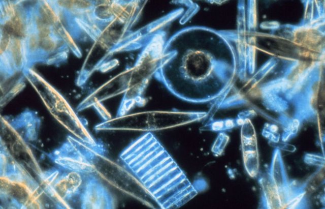 Diatomeas (fitoplancton) vistas a través de un microscopio.