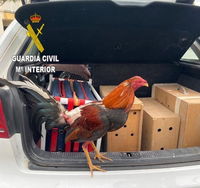 Uno de los gallos hallados en el interior de un turismo.