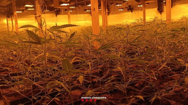 Plantes de marihuana a Vinyols i els Arcs (Tarragona)