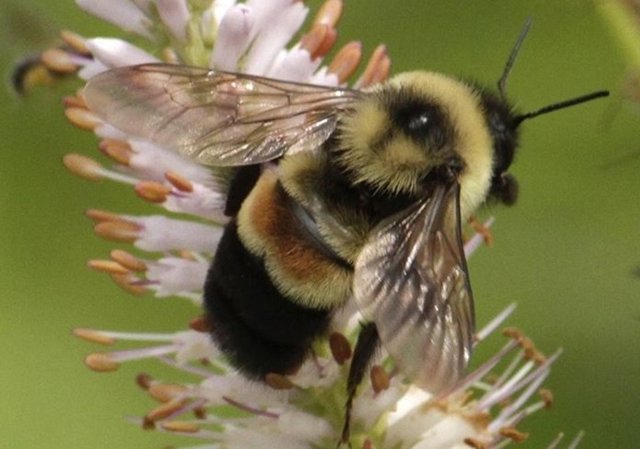 Un abejorro con manchas rojizas en el arboreto de la Universidad de Wisconsin, Madison