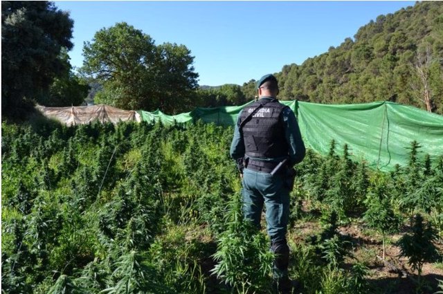 Plantas de marihuana en una explotación agrícola.