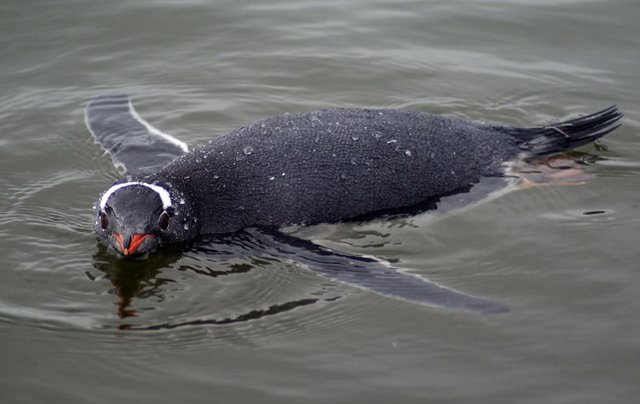 El modelo geométrico del ala de un pingüino y (b) el esquema de la cinemática que muestra los ejes y ángulos de aleteo, aleteo y desviación.