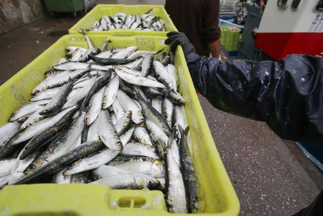 Cajas de sardinas a su llegada al puerto de Burela, a 22 de junio de 2023, en Burela, Lugo, Galicia (España). Los próximos 23 y 24 de junio se celebra en Burela la X Festa Castrexa, organizada por la Asociación Burela Castrexa. El 23 tiene lugar el San Xo