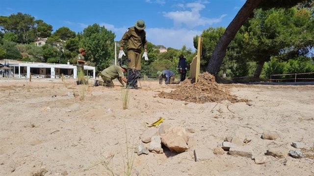 Comienzan las tareas de recuperación del sistema dunar ocupado por el chiringuito de Ses Fonts de n'Alis.