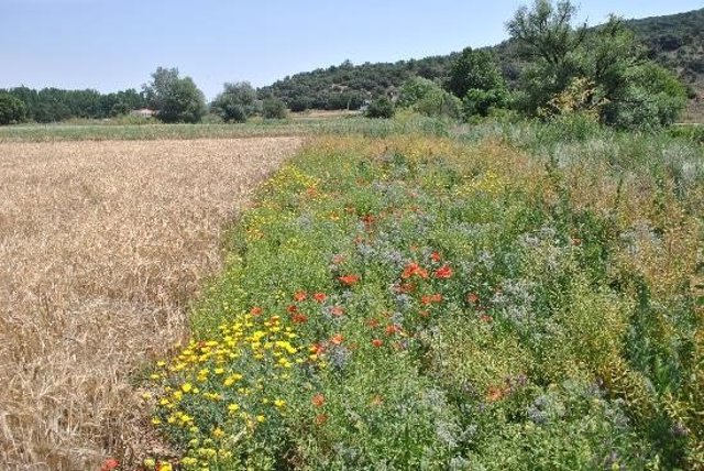 Archivo - Un estudio de agricultores madrileños demuestra que sembrar flores en ls lindes de los cultivos mejora su productividad