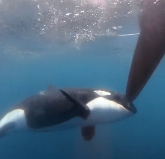 Una orca ataca el Team Jajo 