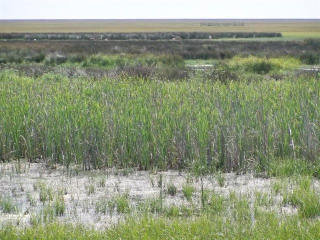 Archivo - Vista De Las Marismas De Doñana.