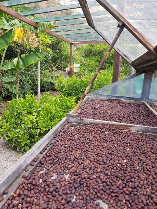 Cafetal, Finca la Laja