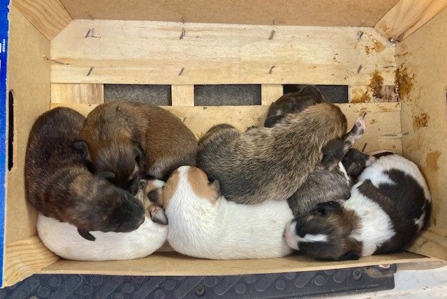 Los cachorros rescatados por la Guardia Civil.