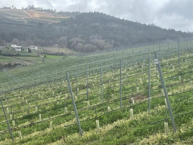 Archivo - Agricultura autoriza plantar 1.407 nuevas hectáreas de viñedo en 2023. 