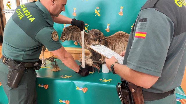 Búho real intervenido