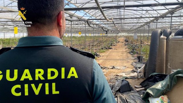 Un agente de la Guardia Civil en la plantación intervenida en Chipiona.