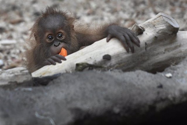 Archivo - Orangután de Sumatra