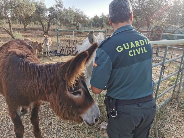 Una agente de la Guardia Civil inspecciona la zona tras el robo de material de los Burros Bomberos de Doñana (Huelva).