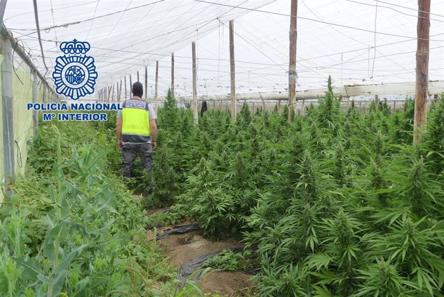La Policía Nacional Ha Detenido A Diez Personas Dedicadas Al Cultivo De Marihuana A Gran Escala
