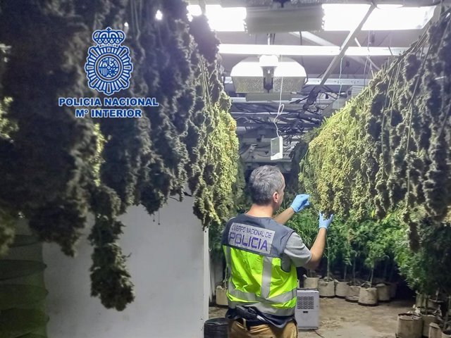 Policía Nacional detiene a 20 personas responsables de ocho plantaciones de marihuana establecidas en diferentes lugares de la Región