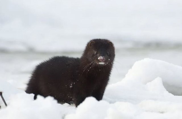 Nativo de América del Norte, el visón americano se ha vuelto salvaje en toda Europa.