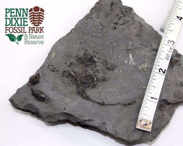 Fósil carpoide encontrado en Penn Dixie, abril de 2023. Dos corales cuerno están presentes a la izquierda.