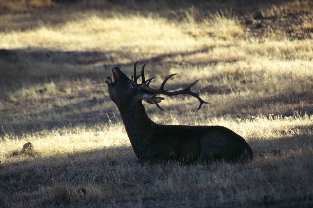 Archivo - Un ciervo, foto de recurso