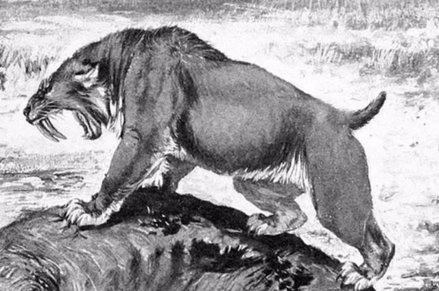 Detalle de una ilustración de 1911 de un gato con dientes de sable en La Brea Tar Pits.