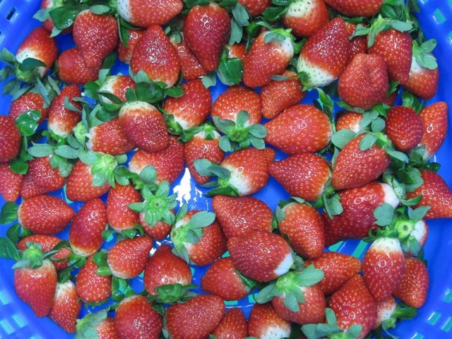 Archivo - Fresas de Huelva en una imagen de archivo.