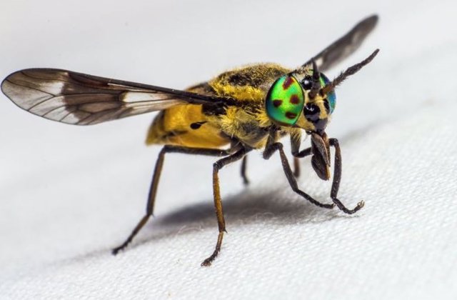 Una nueva investigación muestra que la capacidad de un insecto para encontrar comida y una pareja se reduce cuando sus antenas están contaminadas con partículas.