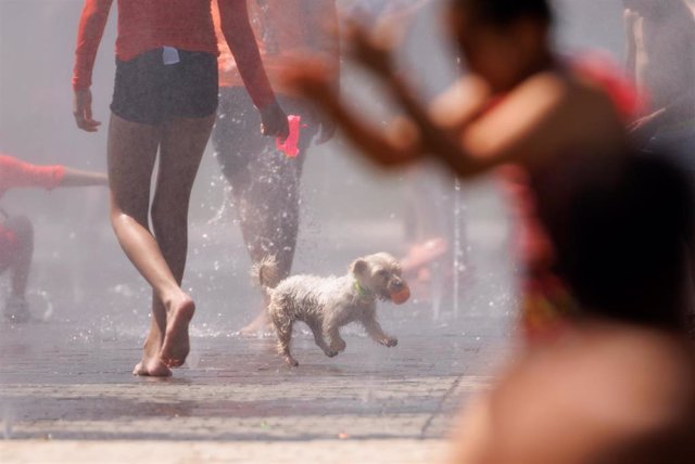 Un perro juego en el agua para refrescarse en Madrid Rio, a 26 de junio de 2023, en Madrid (España).