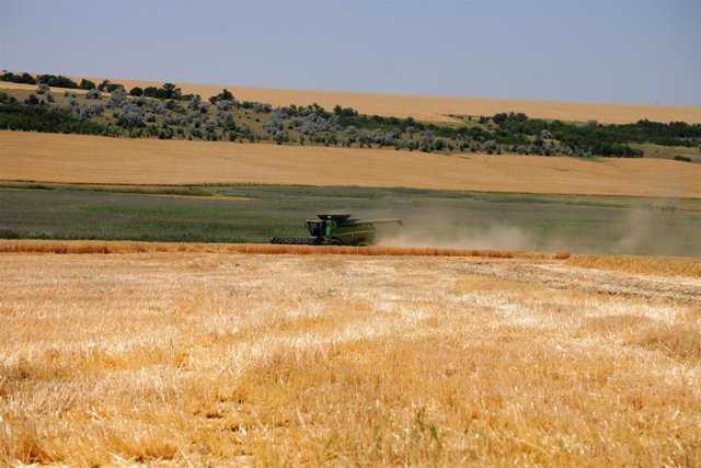 Campo de grano en Odesa, Ucrania. 