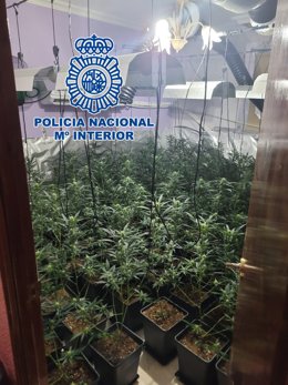 Plantación de marihuana en las Tres Mil Viviendas de Sevilla.