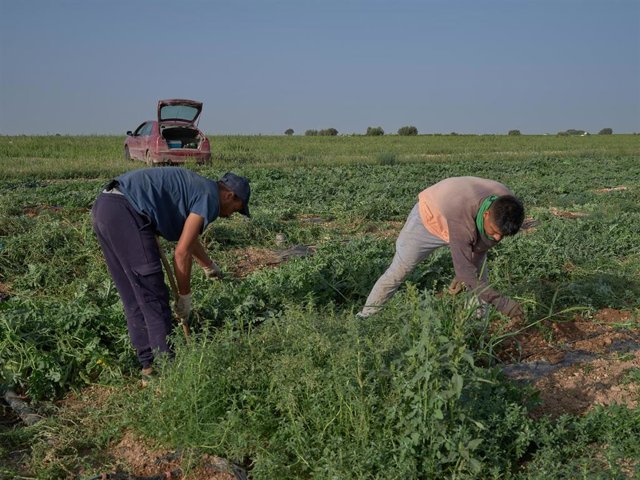 Dos agricultores recogen los frutos, a 20 de julio de 2023, en Alcázar de San Juan, Ciudad Real, Castilla-La Mancha (España).