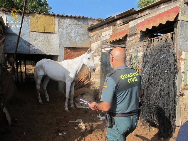 Explotación en La Puebla del Río con caballos en "evidente estado de desnutrición".