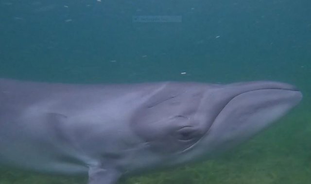 Ballenas francas pigmeas en estado salvaje