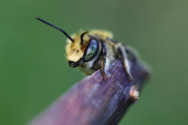 Una abeja cortadora de hojas macho del género Megachile. Este género fue parte del amplio esfuerzo de muestreo de los científicos involucrados en el nuevo estudio de la evolución de las abejas.