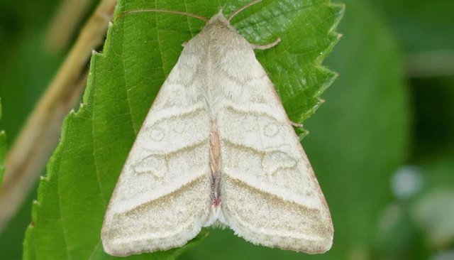 Las polillas como el gusano cogollero del tabaco usan feromonas para encontrar pareja
