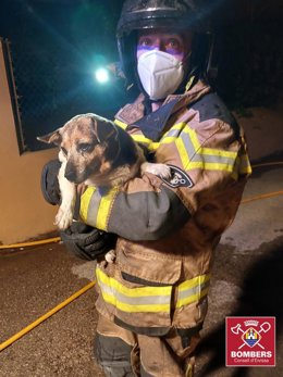 Un bombero sostiene a la perra rescatada en el incendio.