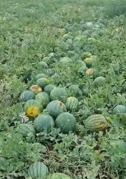 Imagen de una plantación de sandías.