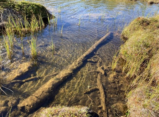 Los investigadores utilizaron madera subfósil de árboles preservados en lagos de montaña