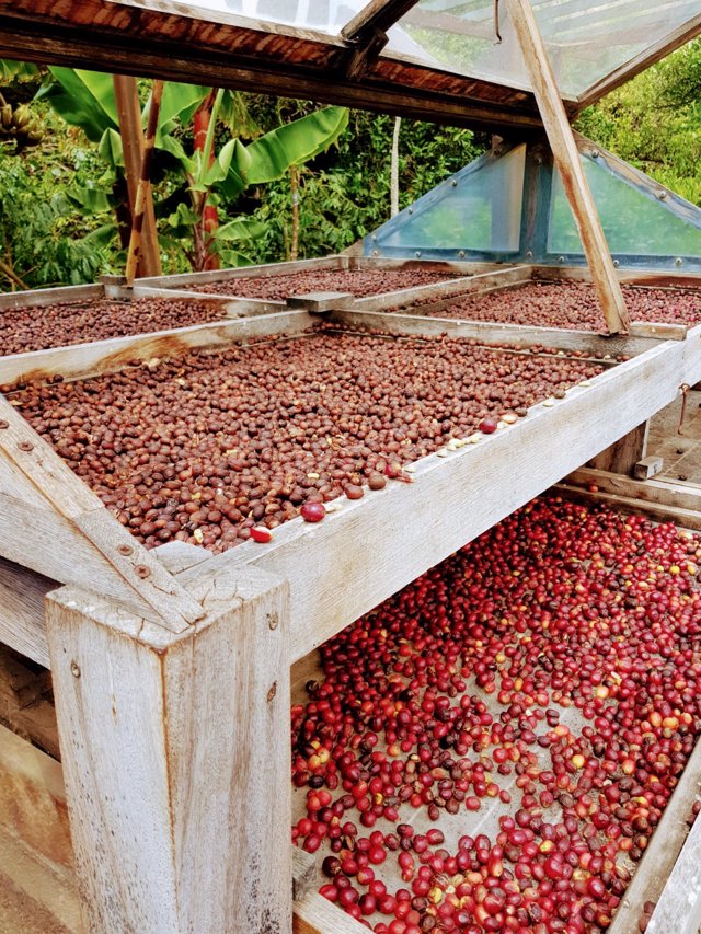 Cafe de Finca La Laja en Agaete (Gran Canaria)