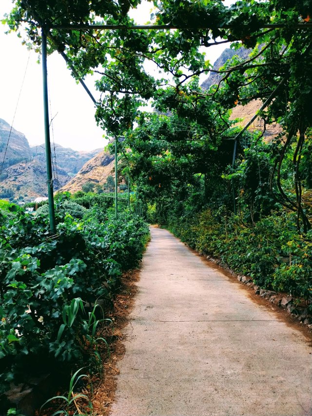 Entrada de Finca La Laja, el único cafetal de Europa