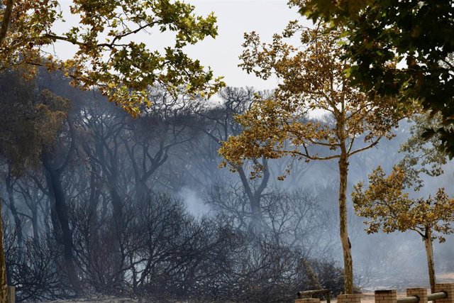 Vista del parque de las Canteras tras el incendio declarado este domingo en Puerto Real