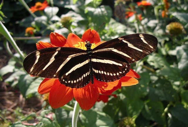 Heliconius charithonia