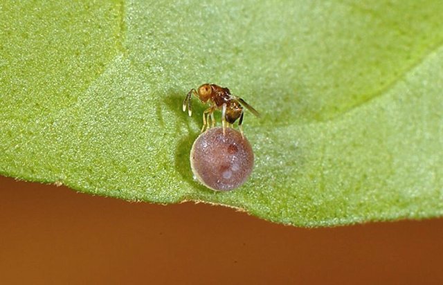 Las pruebas de ADN ayudaron a confirmar que la avispa parasitoide Ooencyrtus pitosina era una especie por derecho propio.