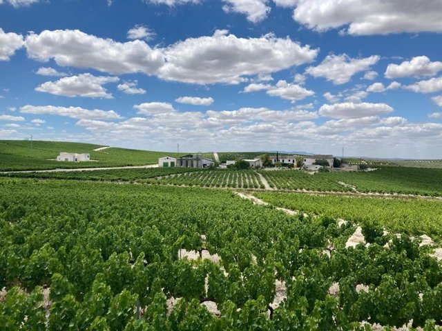 Archivo - Viñedos en la provincia de Córdoba. Imagen de archivo.