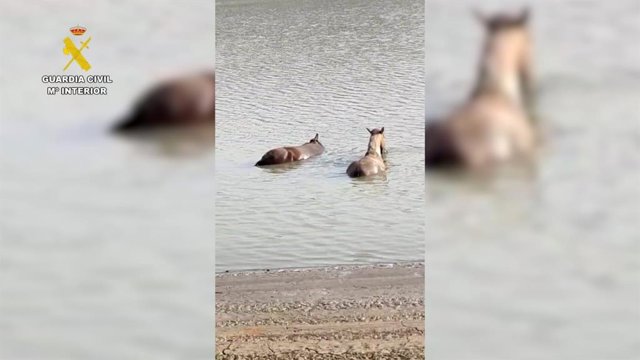 Imagen de los caballos rescatados por los agentes