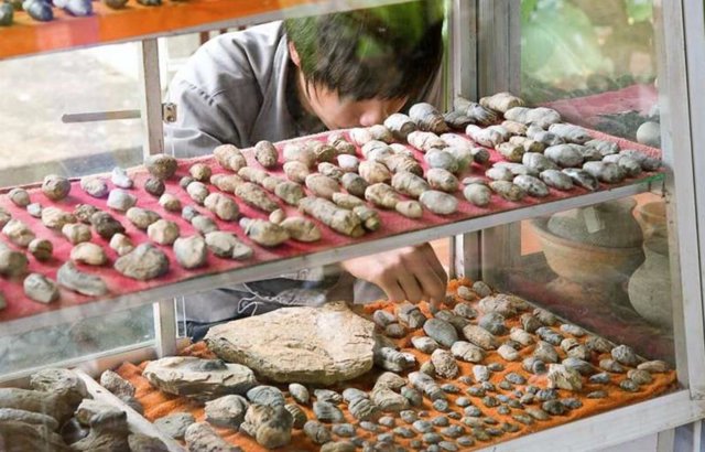 Coprolitos recolectados en la aldea de Nong Yakong, provincia de Chaiyaphum, Tailandia.