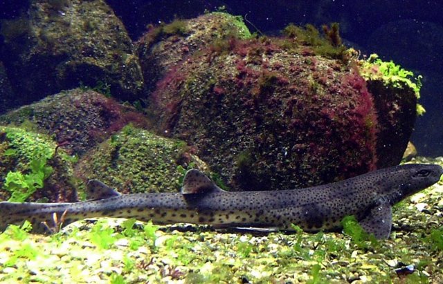 Tiburón gasto de manchas pequeñas