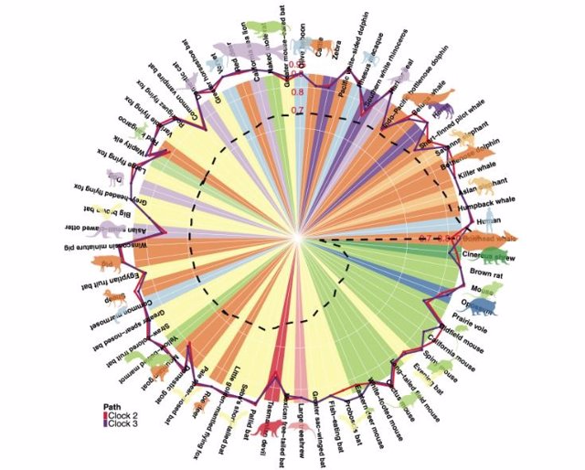 Esta gráfica circular muestra la correlación entre la edad y la edad de metilación del ADN para varias especies estimada por los dos relojes universales desarrollados.