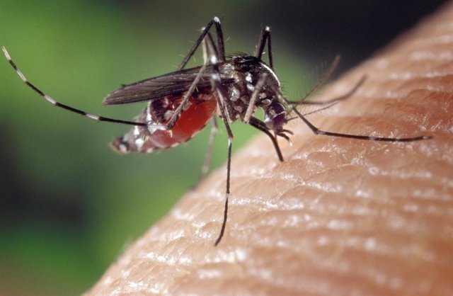 Mosquito, en foto de archivo. 