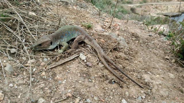 El Puerto de Cartagena alberga una especie única en el mundo de lagarto bético en la Isla de Escombreras