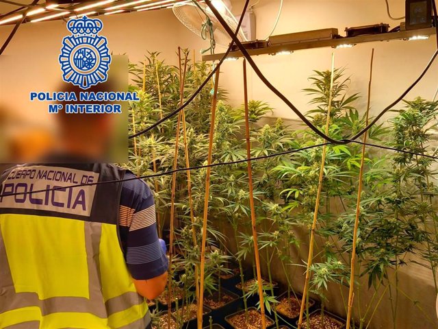 Nota De Prensa Y Fotografía "La Policía Nacional Desmantela Un Cultivo De Marihuana Tipo Indoor Y Detiene A Un Hombre"